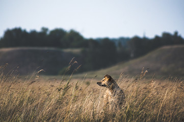 The dog is sitting quietly in the grass