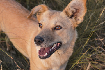 Portrait of a joyful dog on grass background