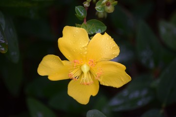 yellow flower