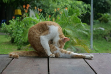 Yoga cat