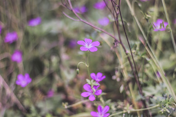Small tiny purple wild flowers 