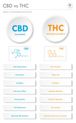 CBD vs THC Medical Applications vertical business infographic illustration about cannabis as herbal alternative medicine and chemical therapy, healthcare and medical science vector.