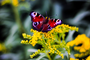 Beautiful Butterfly on yellow flowers close up
