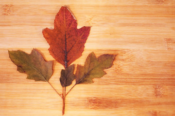 Naklejka na ściany i meble Dry Japanese maple leaves on wood background 1