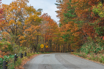 Young asian woman traveler enjoying the view of Autumn scenery of the Bandai Azuma Lake line, Fukushima, Japan