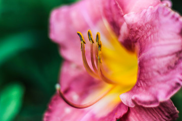 Fototapeta na wymiar Pink purple lilly close up stamen, pollen, petals