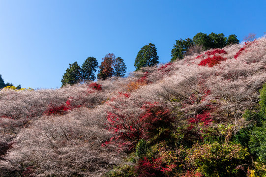 13 Best 川見四季桜の里 Images Stock Photos Vectors Adobe Stock 13 Best 川見四季桜の里 Images Stock Photos Vectors Adobe Stock