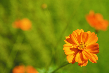 花　素材