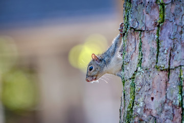 A closeup of a gray squirrel on the trunk of a pine tree.