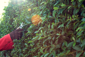 A man pruning branches in the garden of the house.
