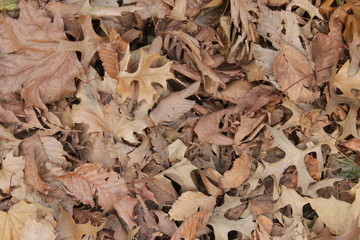 Ground covered with dry leaves. Fall. Background. Golden leaves. Maple leaves.