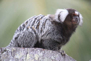 Common Marmoset, White-tufted-ear Marmoset. Primates. Callitrichidae. Callithrix jacchus.