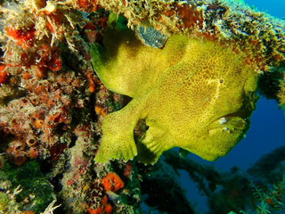 Obraz premium Closeup with Giant Frogfish during a leisure dive in Mabul Island, Semporna. Tawau, Sabah. Malaysia, Borneo. The Land Below The Wind. 