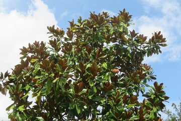 Magnolia tree on blue sky background in Florida nature