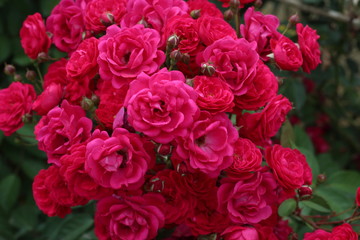 beautiful spring flowers 