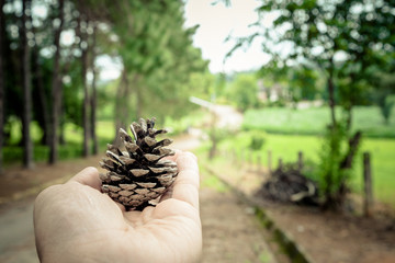 Pine cones in hand with pine tree