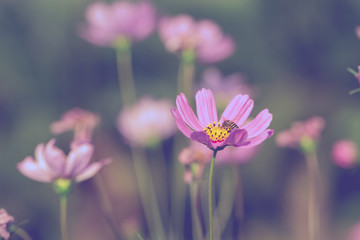 Obraz premium Colorful Pink and red cosmos flowers in the garden
