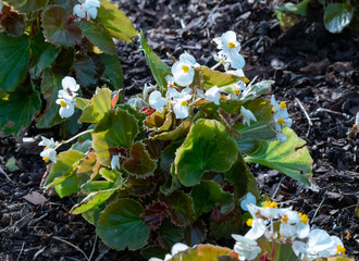 Begonia yellow and white just planted in boxes on the balcony
