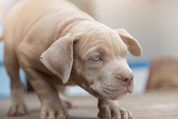 Baby pitbull look for someone to play