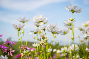 White cosmos flowers with blue sky