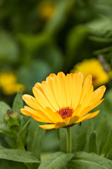 close up of a beautiful orange flower with dense petals blooming in the garden under the shade with blurry green background