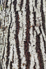 Obraz premium texture of tree trunk with cracked barks and white markings on over the surface