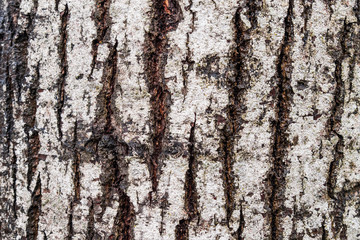 Obraz premium texture of tree trunk with cracked barks and white markings