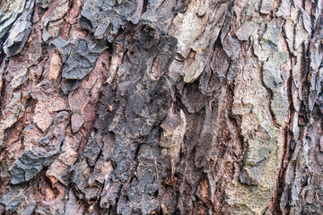 texture of scale like tree bark covered tree trunk surface