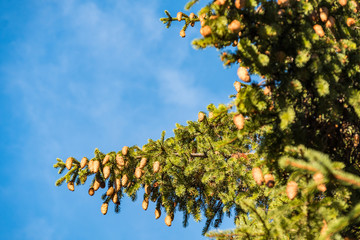 branches of the pine tree under clear blue sky on a sunny day filled with brown pine cones