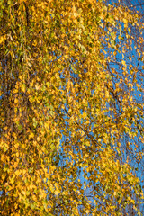 willow tree with dense branches filled with beautiful yellow leaves under blue sky on a sunny morning 