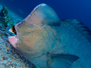 Closeup with the Humphead parrotfish and beautiful sunlight penetrate into the ocean during the leisure dive in Sipadan Island, Semporna. Tawau, Sabah. Malaysia, Borneo. The Land Below The Wind.