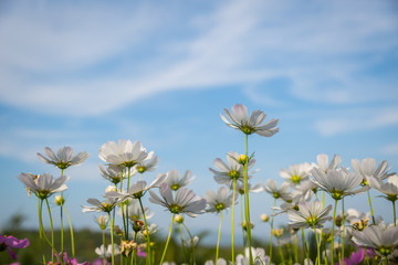 White cosmos flowers with blue sky