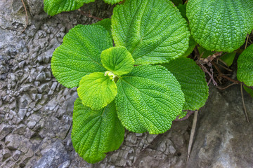 close up leaves texture at miura kanagawa in japan.
