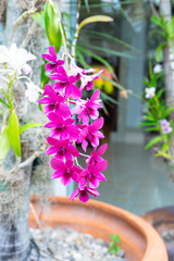 beautiful orchid flower in bloom