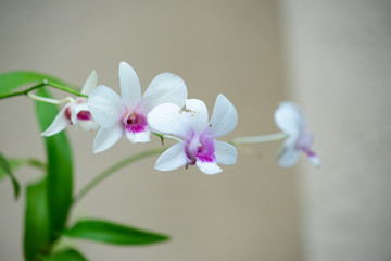 Fototapeta na wymiar beautiful orchid flower in bloom