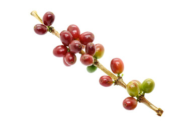 Coffee berries on branch coffee and on white background.