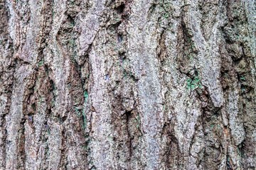 Texture of the Gray tree with green moss on it.