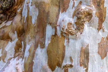Texture of the Brown and white tree.Wooden surface.