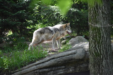 Gray Wolf