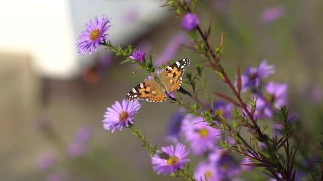 Vanessa cardui is a well-known colorful butterfly, known as the painted lady, or formerly in North America as the cosmopolitan, on a flower, slow motion