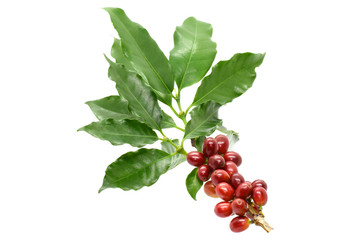 Coffee berries on branch coffee and on white background.