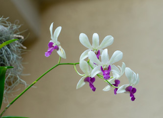 beautiful orchid flower in bloom