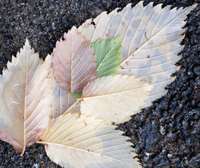leaves on pavement