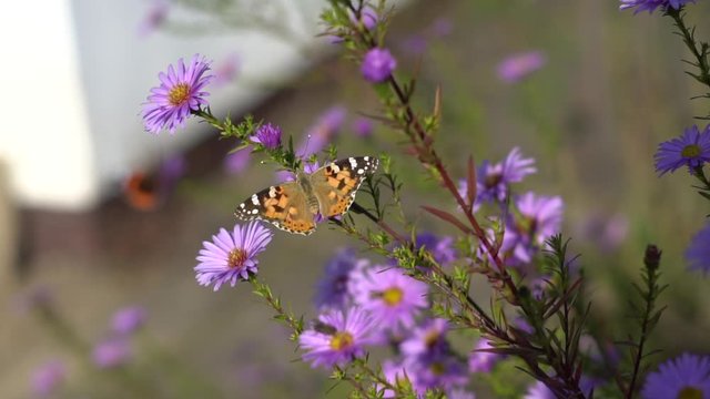 Painted lady butterfly (Vanessa Cynthia cardui) on flowers in a garden in the sun