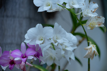 Obraz na płótnie Canvas beautiful orchid flower in bloom