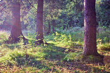 Beautiful green spruce forest with sunny beams. Sun rays shining through the spruce trees.