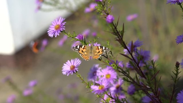 Vanessa cardui is a well-known colorful butterfly, known as the painted lady, or formerly in North America as the cosmopolitan, slow motion, on a flower