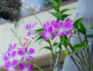 Fototapeta na wymiar beautiful orchid flower in bloom