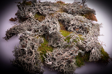 Moss green plant bush on white background vignette