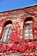 真っ赤なアイビーが絡まる洋館